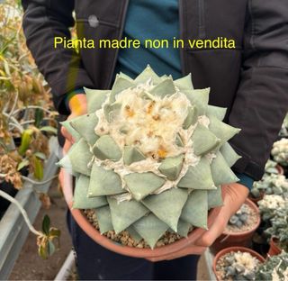 Casuale Cactus Ariocarpus semina Royal