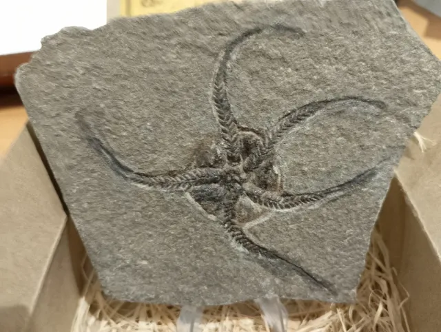 Fósil Estrella de Mar Ophiuroidea Caja Regalo