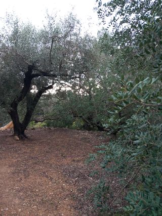 PARCELA RUSTICA EN PLENA PRODUCCION DE OLIVOS