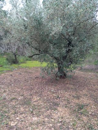 PARCELA RUSTICA EN PLENA PRODUCCION DE OLIVOS