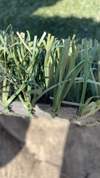 Césped artificial verde