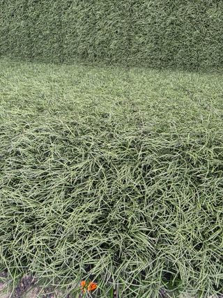 Césped artificial decorativo