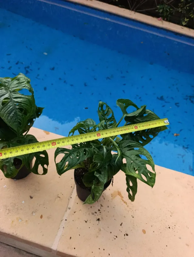 Monstera Adansonii Oblicua.