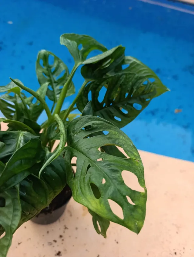 Monstera Adansonii Oblicua.