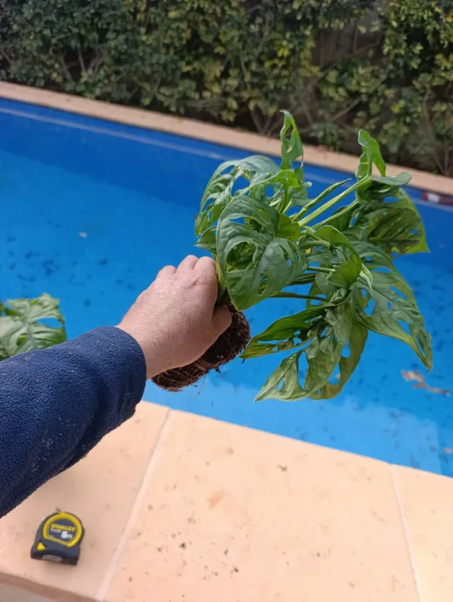 Monstera Adansonii Oblicua.