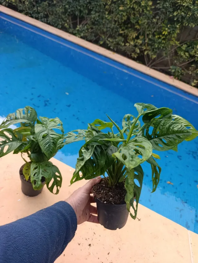 Monstera Adansonii Oblicua.