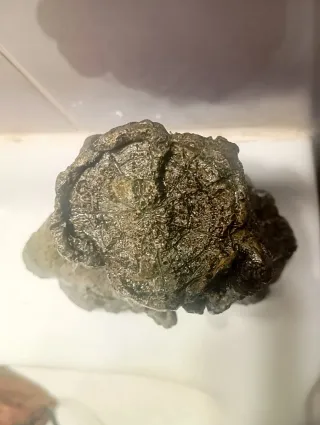 Tronco Cueva Refugio Peces Resina