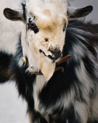 Sesiones fotográficas para mascotas
