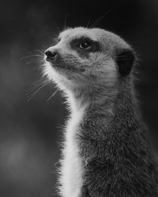 Sesiones fotográficas para mascotas