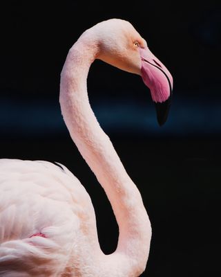 Sesiones fotográficas para mascotas