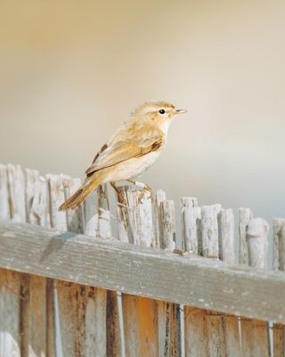 Sesiones fotográficas para mascotas
