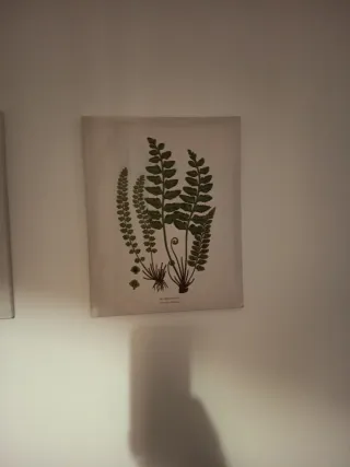 Set 3 Cuadros Botánicos