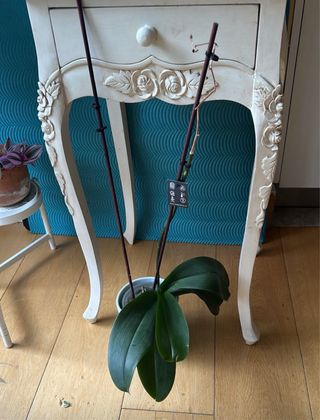 Cajón alto mesita. Medidas: 100x43x36