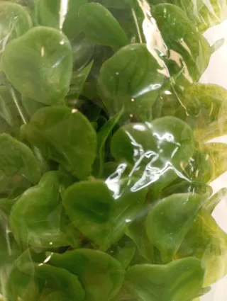 1 PLANTA ACUARIO ARTIFICIAL 25 CM