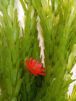 1 PLANTA ACUARIO ARTIFICIAL 33 CM