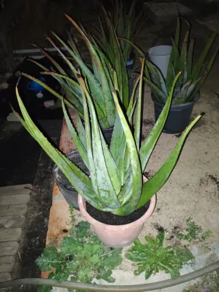 Planta Aloe Vera