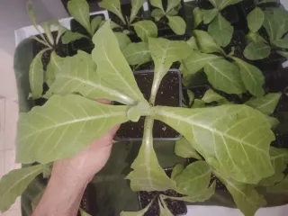 Nicotiana Tabacum Plantas Jóvenes