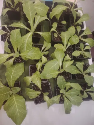 Nicotiana Tabacum Plantas Jóvenes