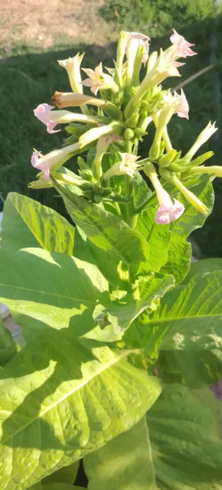 Nicotiana Tabacum Plantas Jóvenes
