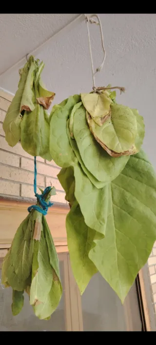 Nicotiana Tabacum Plantas Jóvenes