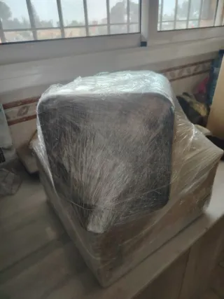 Nicotiana Tabacum Plantas Jóvenes