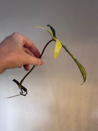 Philodendron Florida Beauty cutting