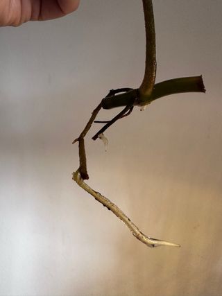 Philodendron Florida Beauty cutting