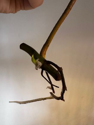 Philodendron Florida Beauty cutting