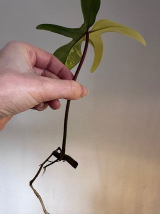 Philodendron Florida Beauty cutting