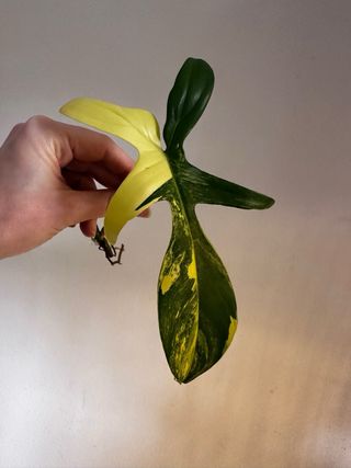Philodendron Florida Beauty cutting