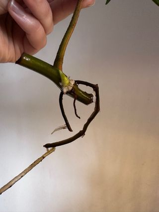 Philodendron Florida Beauty cutting