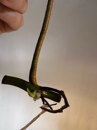 Philodendron Florida Beauty cutting