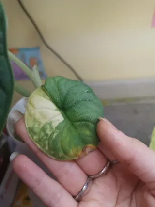 Alocasia Melo Variegata Aurea