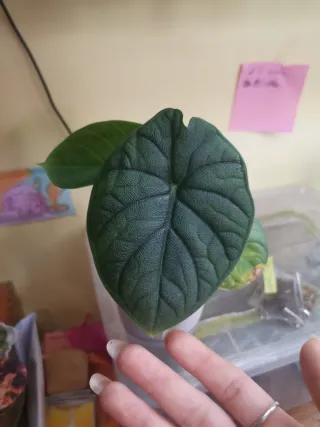 Alocasia Melo Variegata Aurea