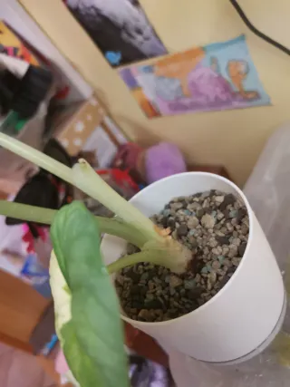 Alocasia Melo Variegata Aurea