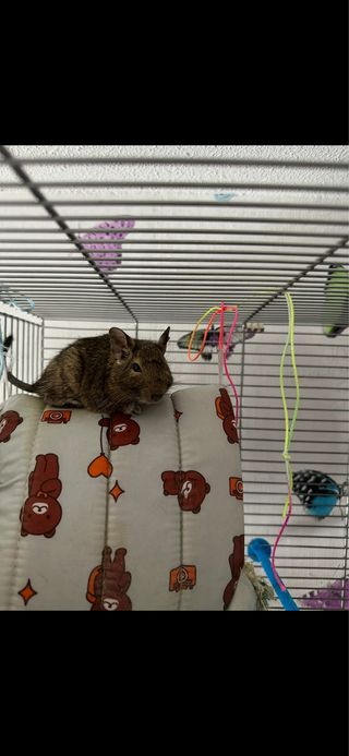 Jaula para roedores marrón y gris