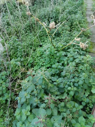 Motocultor Eléctrico TACKLIFE