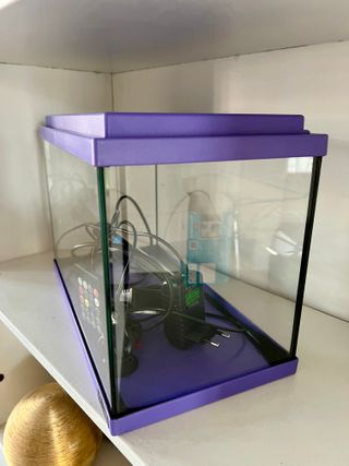 Pecera pequeña morada