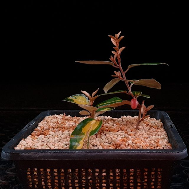 Eleagnus variegado con fruto en colador + Kanuma
