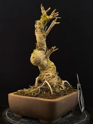 Bonsái Ginkgo Biloba