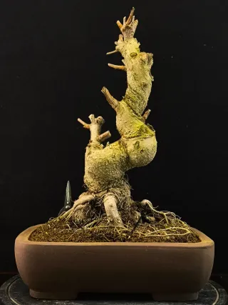 Bonsái Ginkgo Biloba