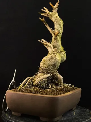 Bonsái Ginkgo Biloba