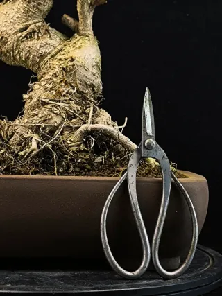 Bonsái Ginkgo Biloba