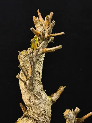 Bonsái Ginkgo Biloba