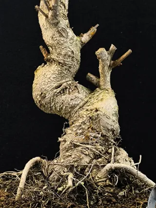 Bonsái Ginkgo Biloba