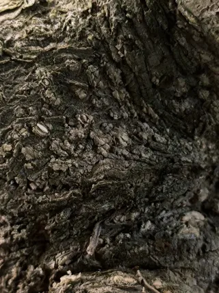 Bonsái Ginkgo Biloba