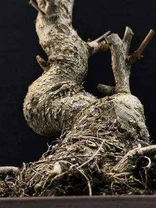 Bonsái Ginkgo Biloba