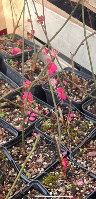 2 plantones Prunus mume para Ivan