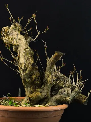 Bonsái Punica Granatum