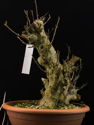 Bonsái Punica Granatum